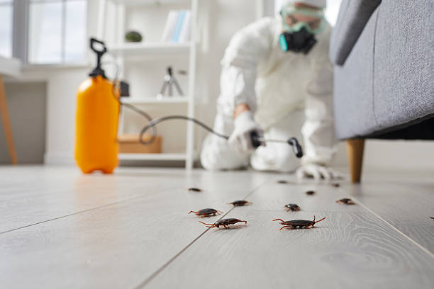 Commercial Kitchen Cockroach Control in Crenshaw